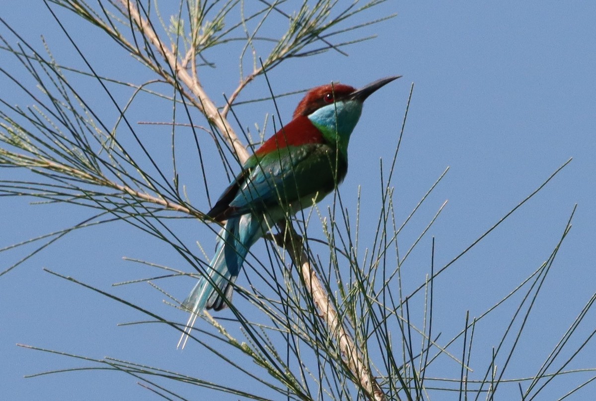 Blue-throated Bee-eater - ML618852369
