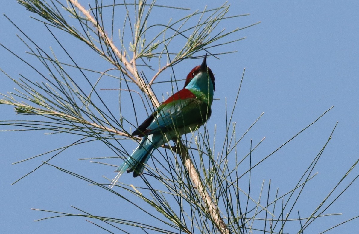 Blue-throated Bee-eater - ML618852371