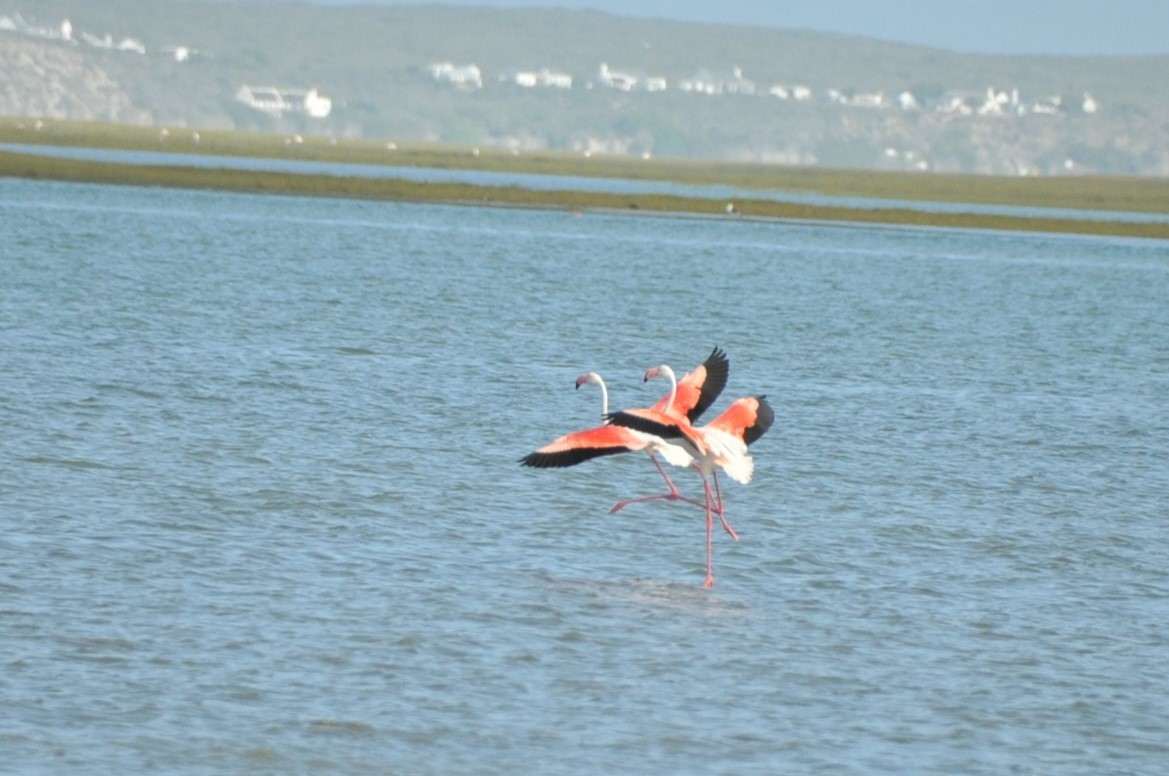 Greater Flamingo - 🦜 Daniel Correia 🦜