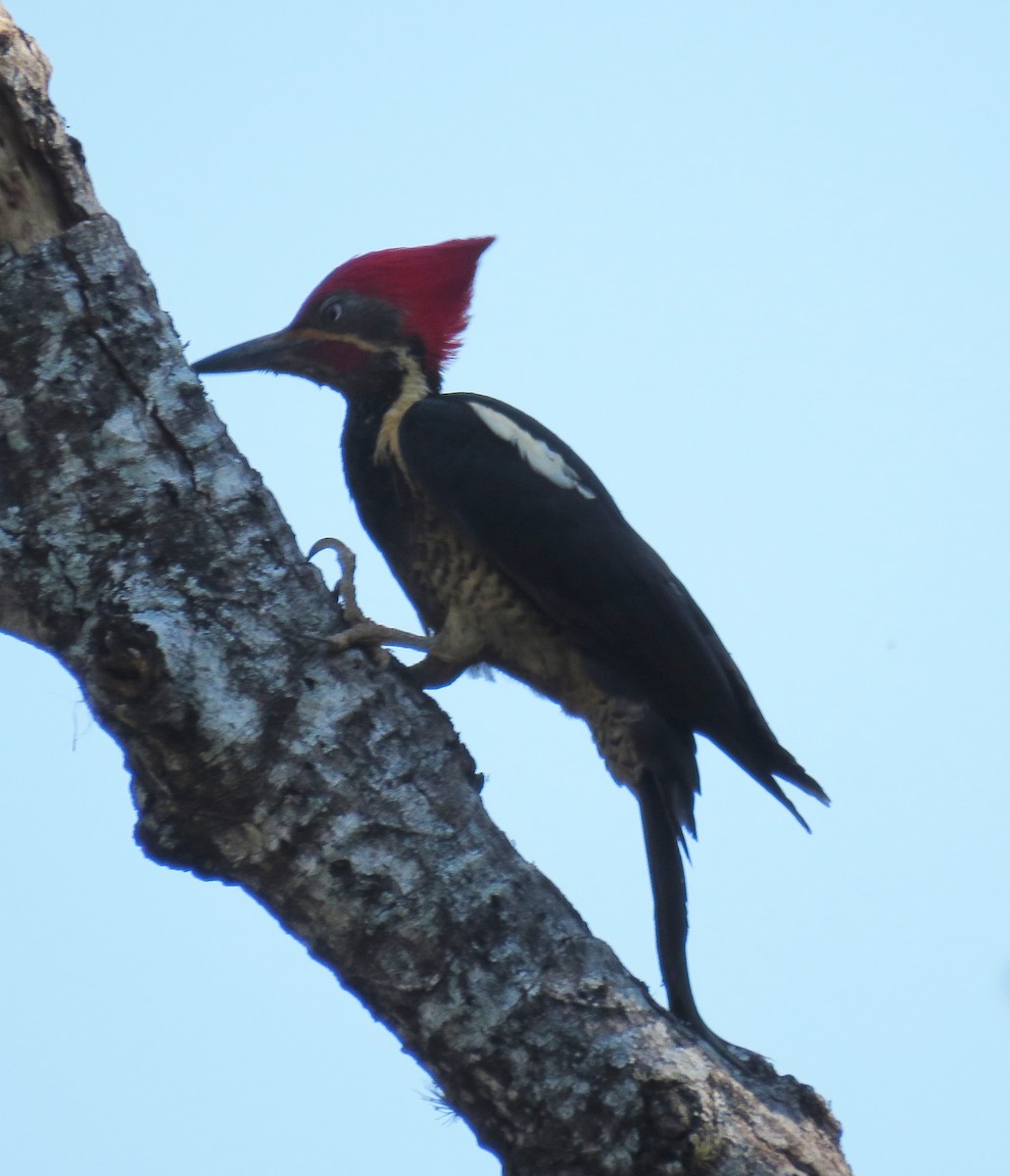 Red-crowned Woodpecker - Karen Rose