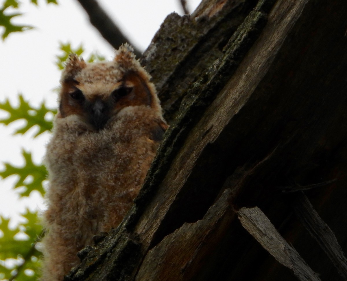Great Horned Owl - ML618852411
