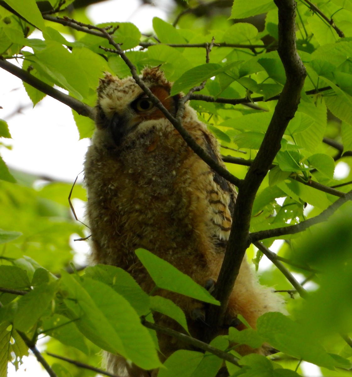 Great Horned Owl - ML618852412