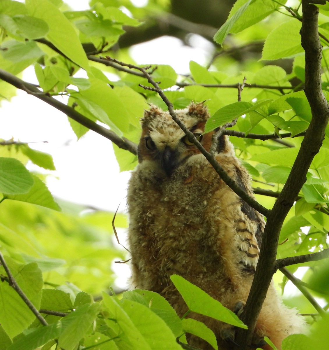Great Horned Owl - ML618852414