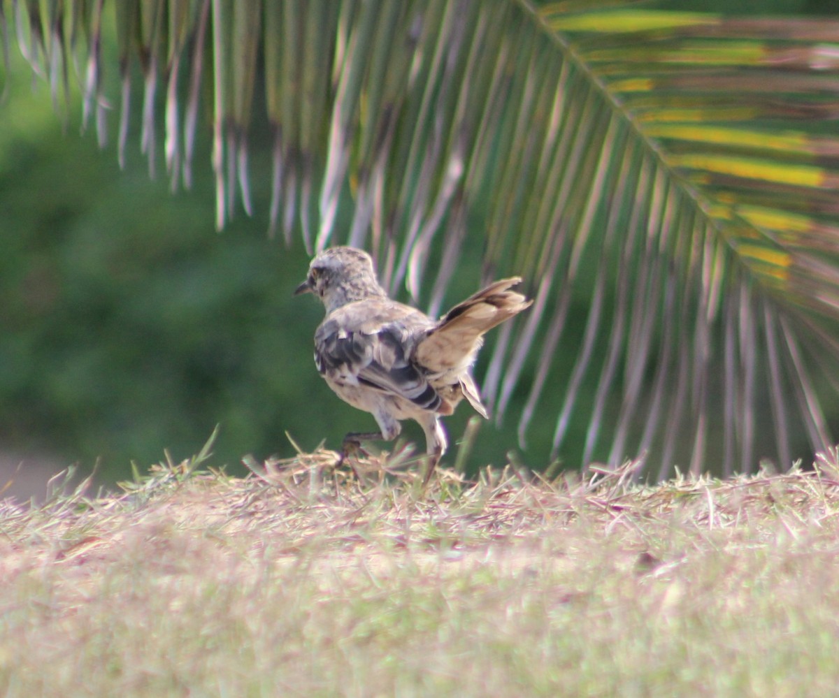 Long-tailed Mockingbird - Luz Gavancho Serrano