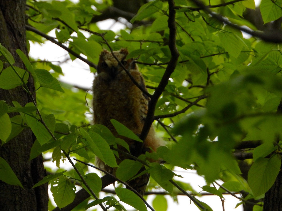 Great Horned Owl - ML618852416