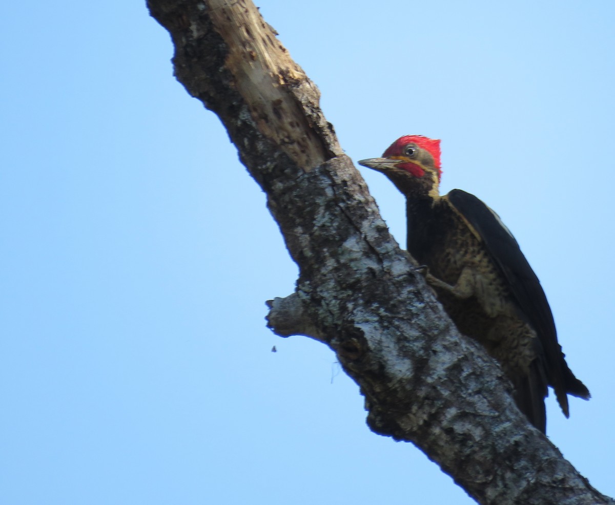Red-crowned Woodpecker - ML618852419