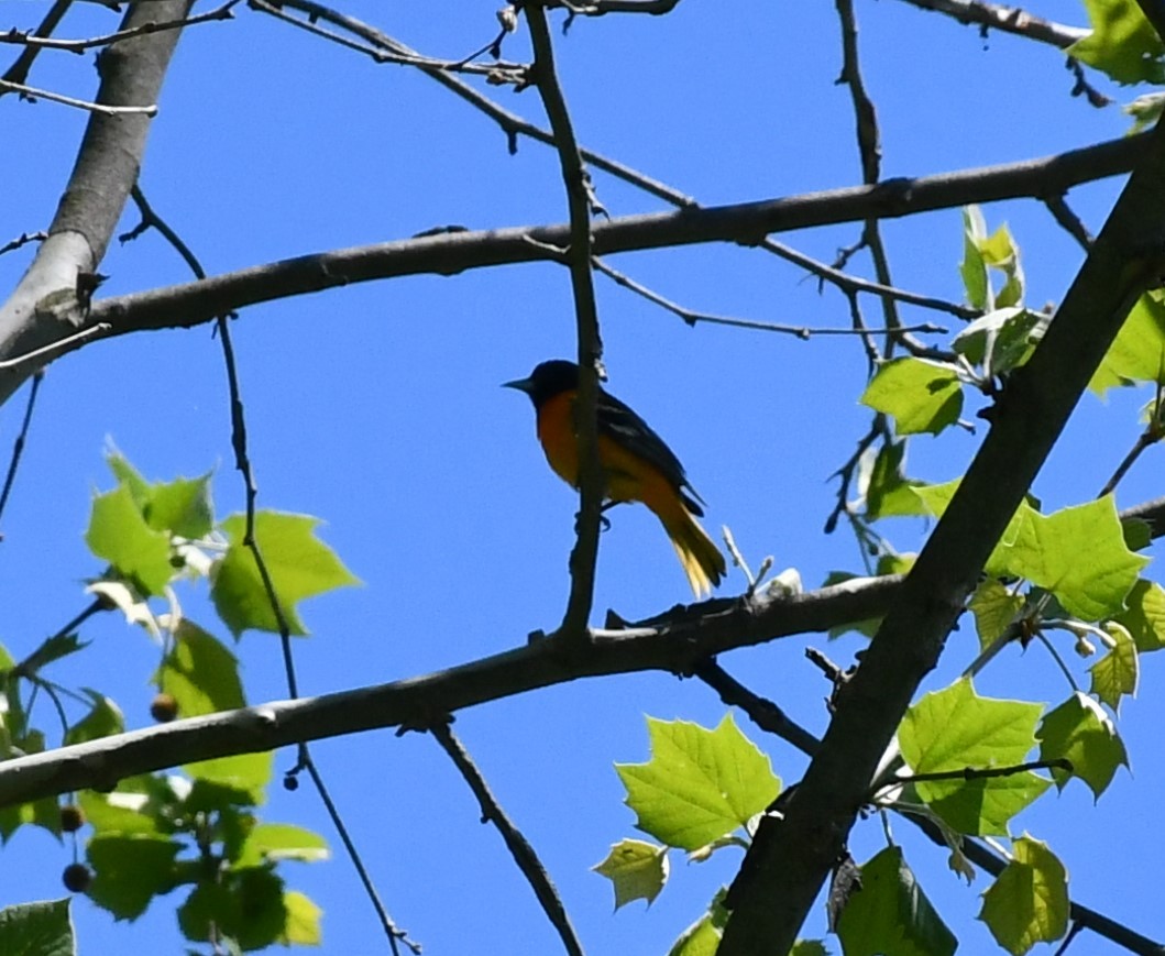 Baltimore Oriole - Brian Kenney