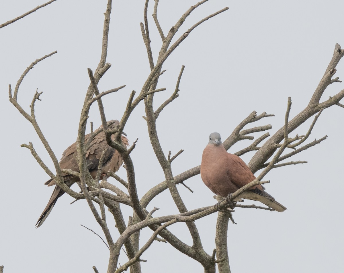 Red Collared-Dove - ML618852421