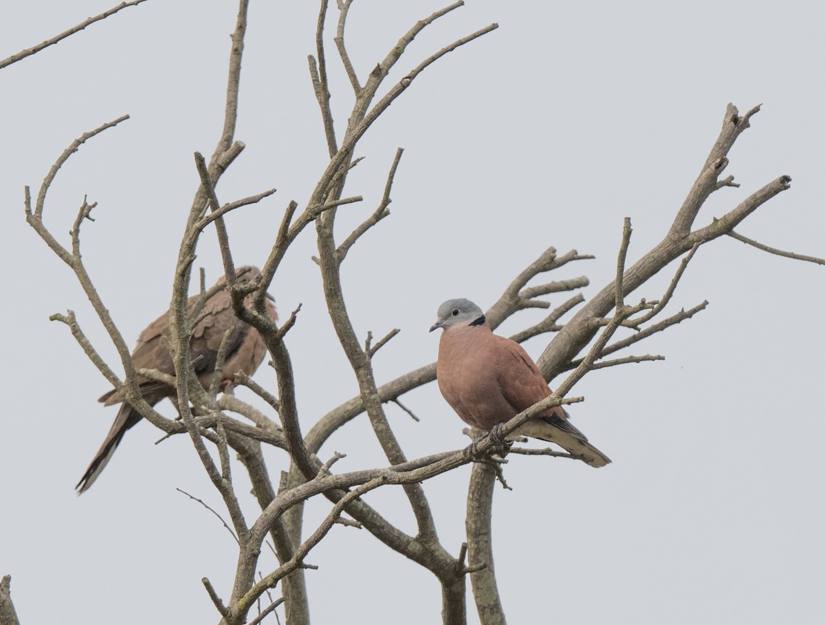 Red Collared-Dove - ML618852422