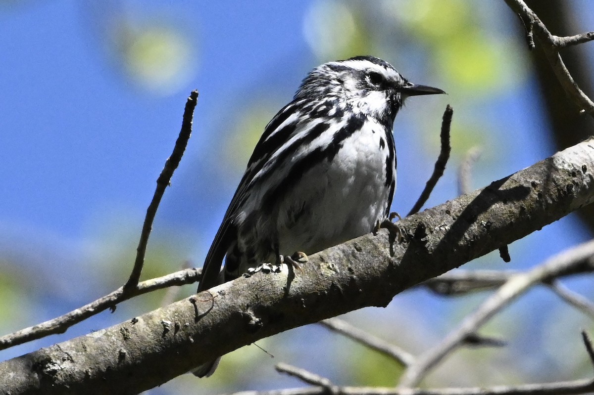 Black-and-white Warbler - David Napravnik