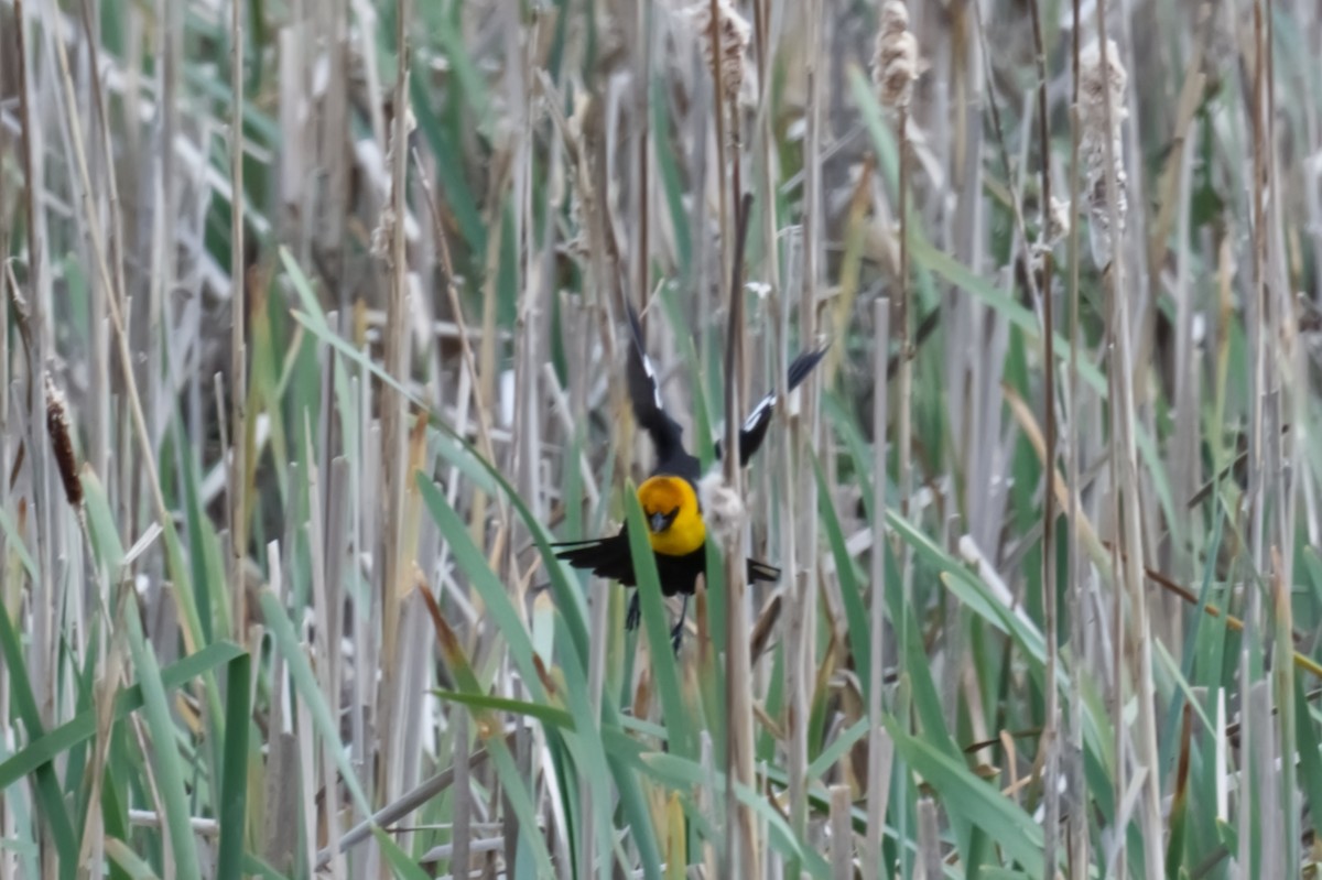 Yellow-headed Blackbird - Tom Scheidt