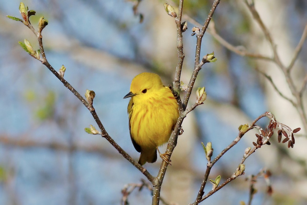 Yellow Warbler - Gary Jarvis