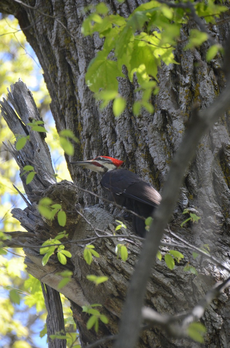 Pileated Woodpecker - ML618852567