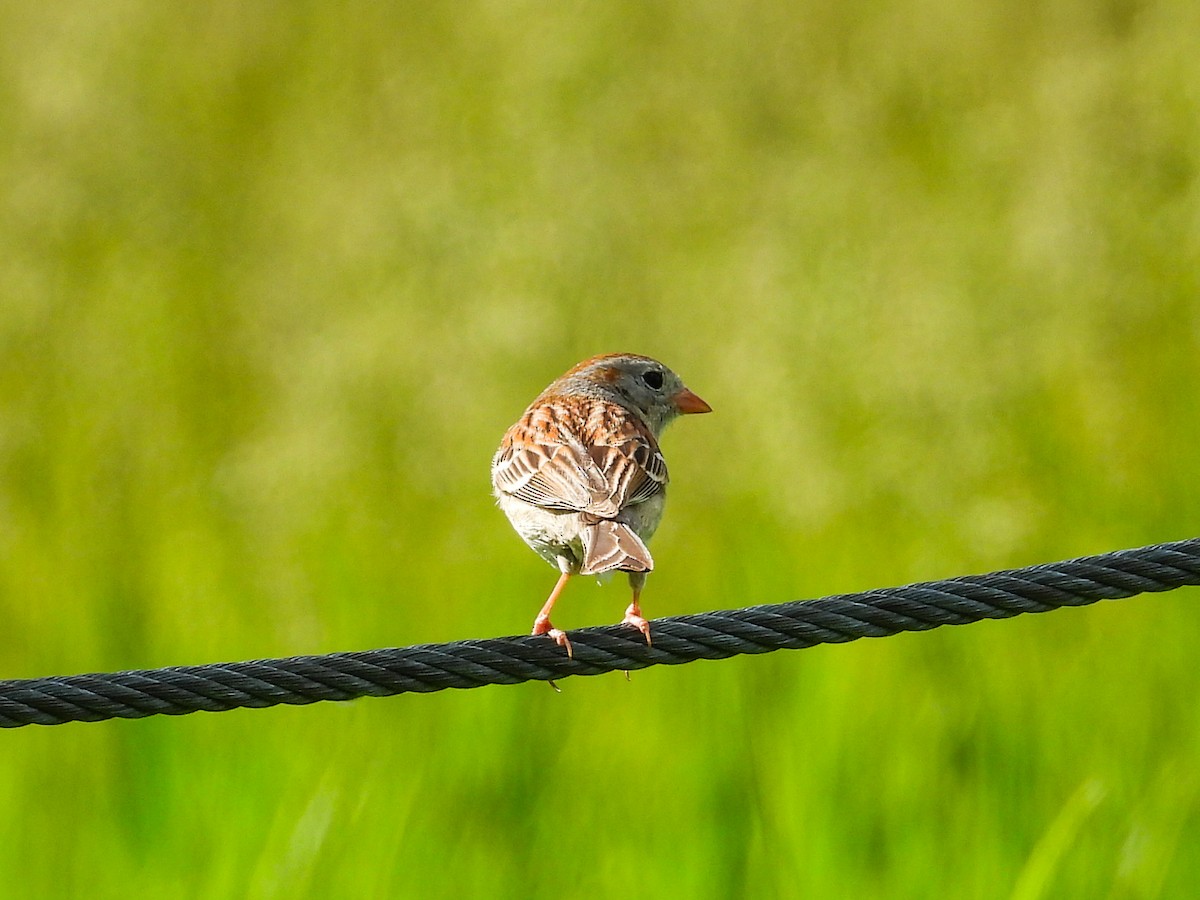 Field Sparrow - Haley Gottardo