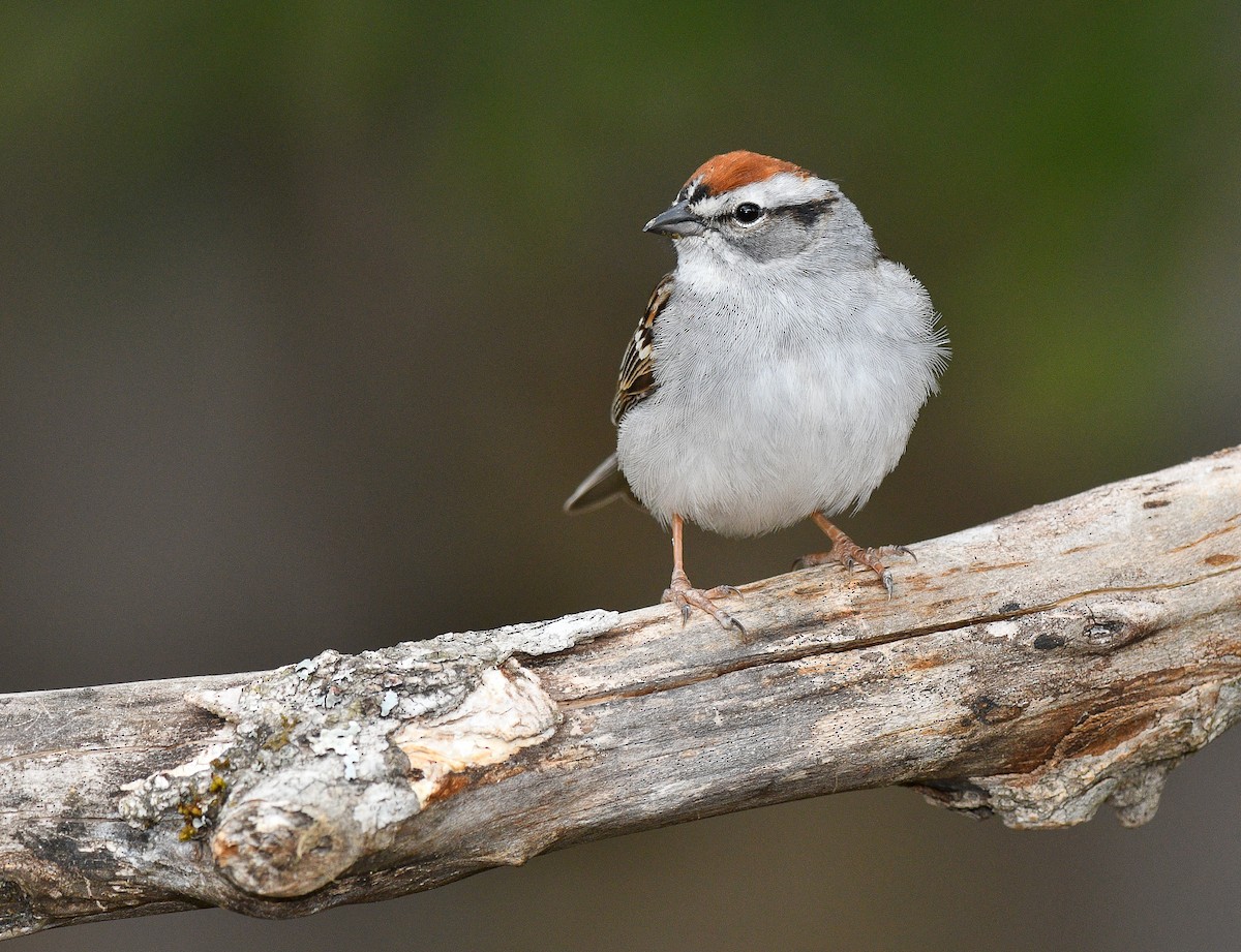 Chipping Sparrow - Jean Guy Chouinard