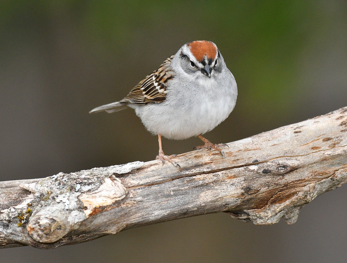 Chipping Sparrow - ML618852595