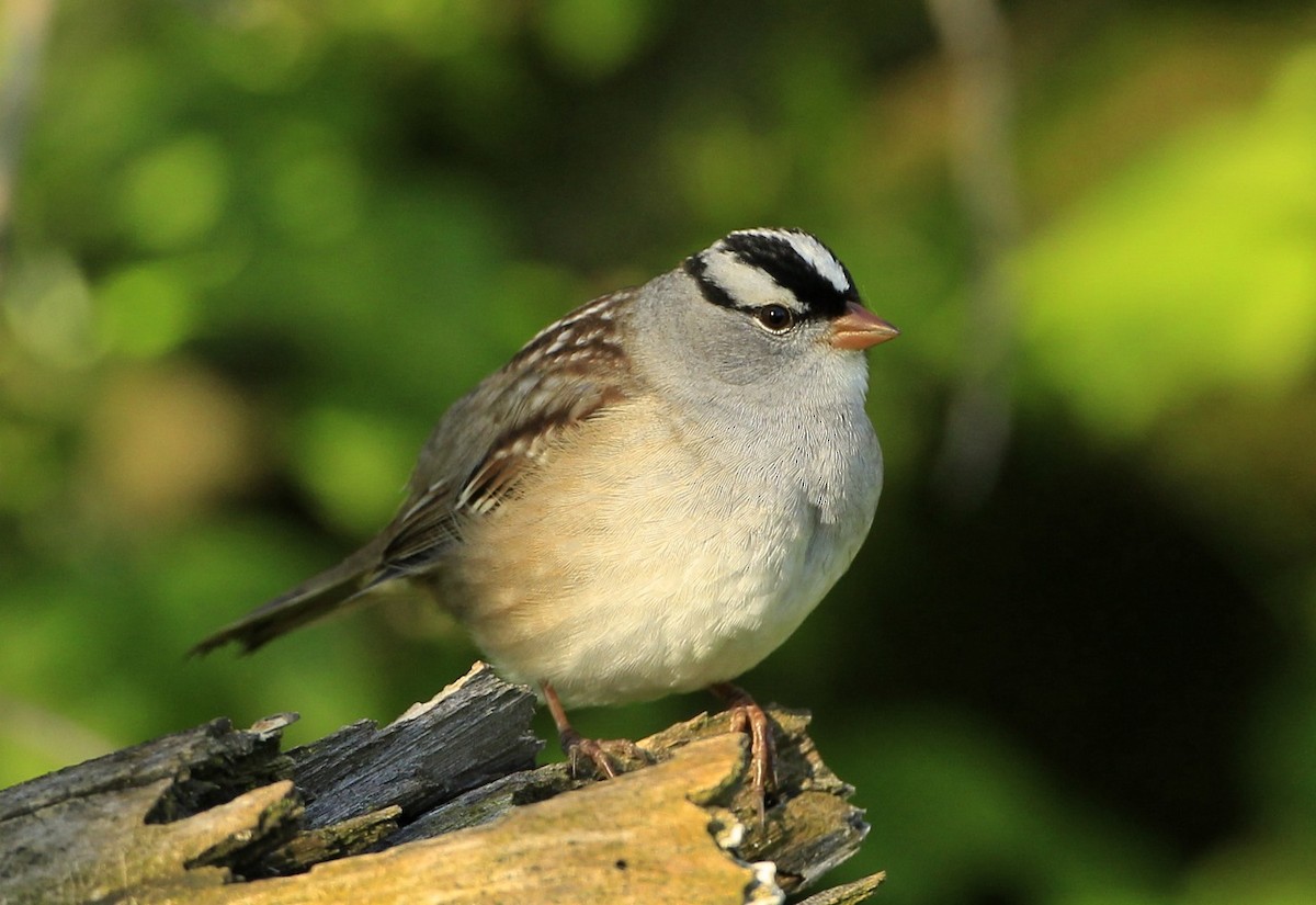 White-crowned Sparrow - ML618852601