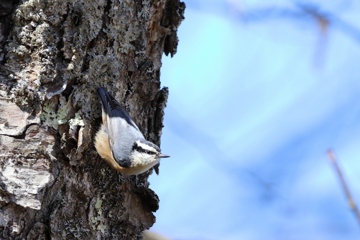 Red-breasted Nuthatch - ML618852615