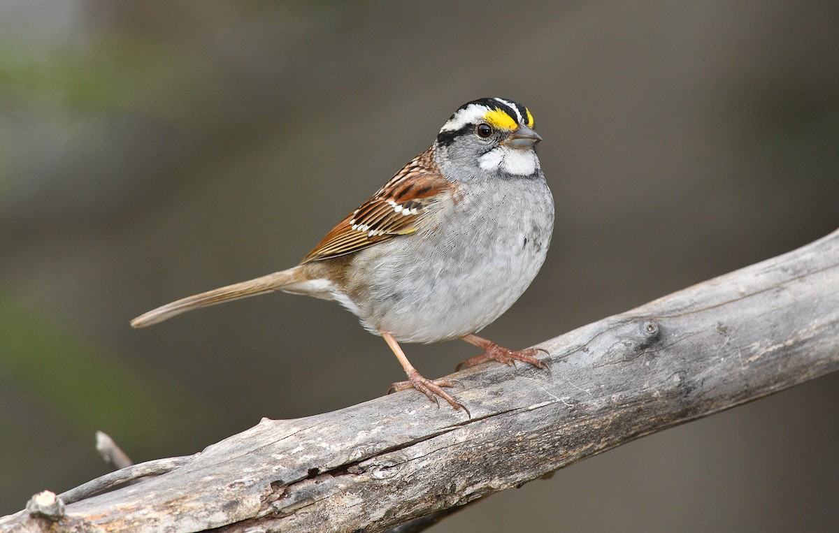 White-throated Sparrow - Jean Guy Chouinard