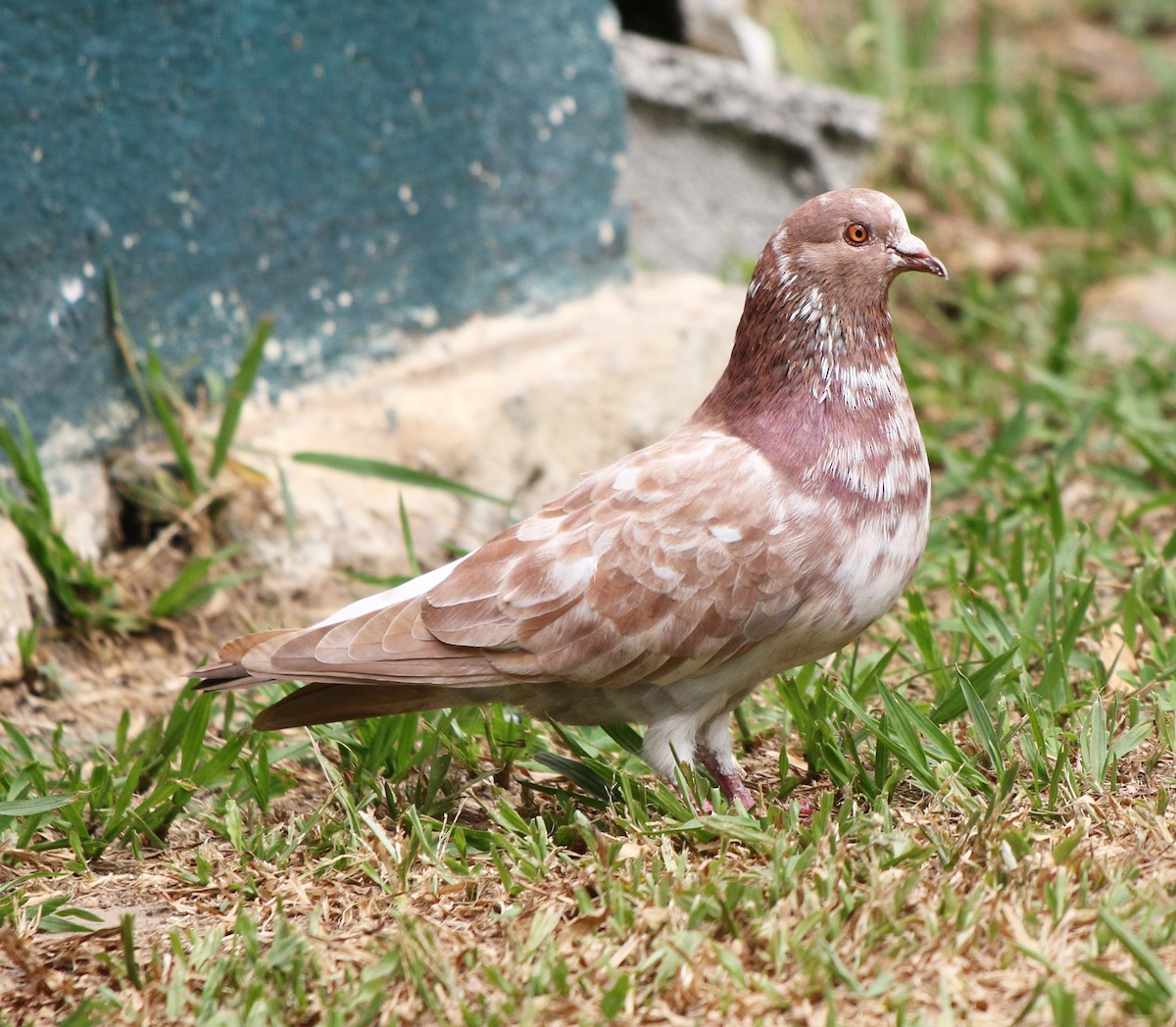 Сизый голубь (Одомашненного типа) - ML618852697