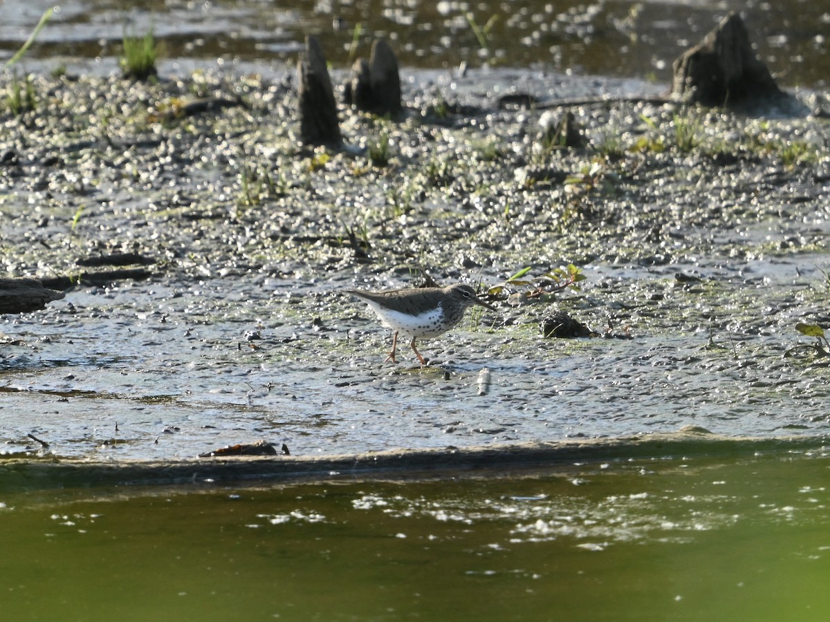 Spotted Sandpiper - William Woody