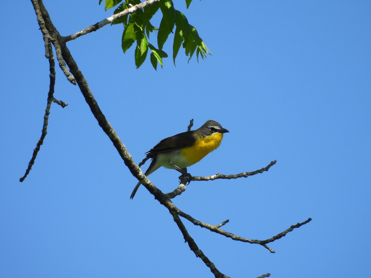 Yellow-breasted Chat - Kelly Ormesher