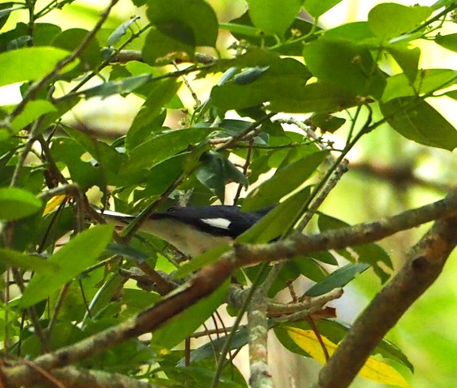 Black-throated Blue Warbler - Andre Coquerel