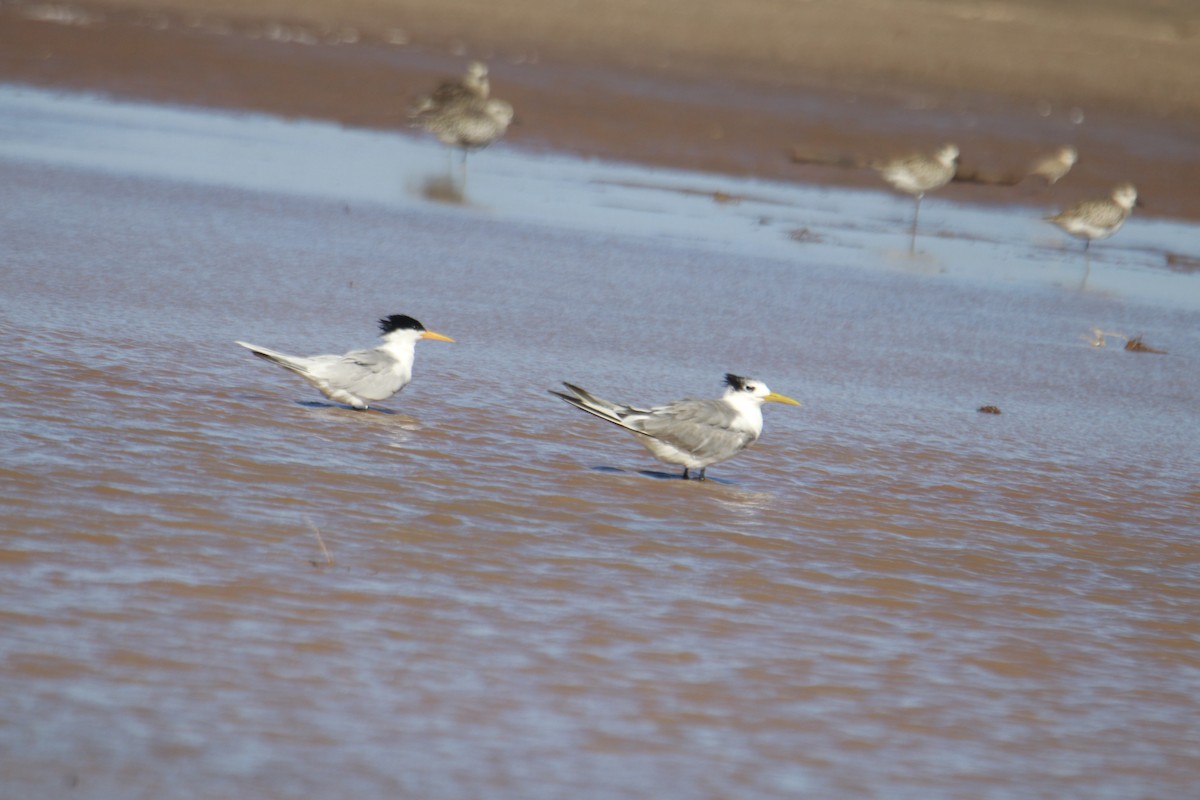 Great Crested Tern - ML618852805
