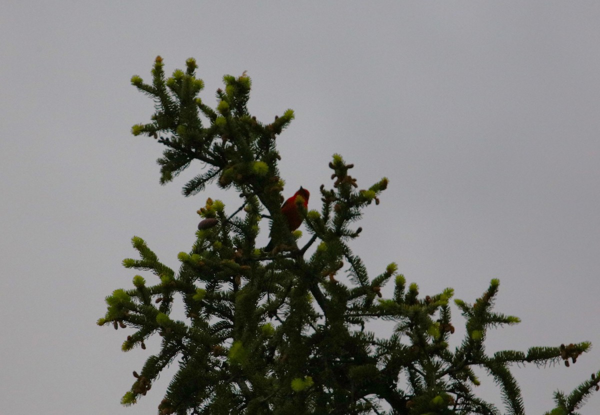 Scarlet Tanager - ML618852837
