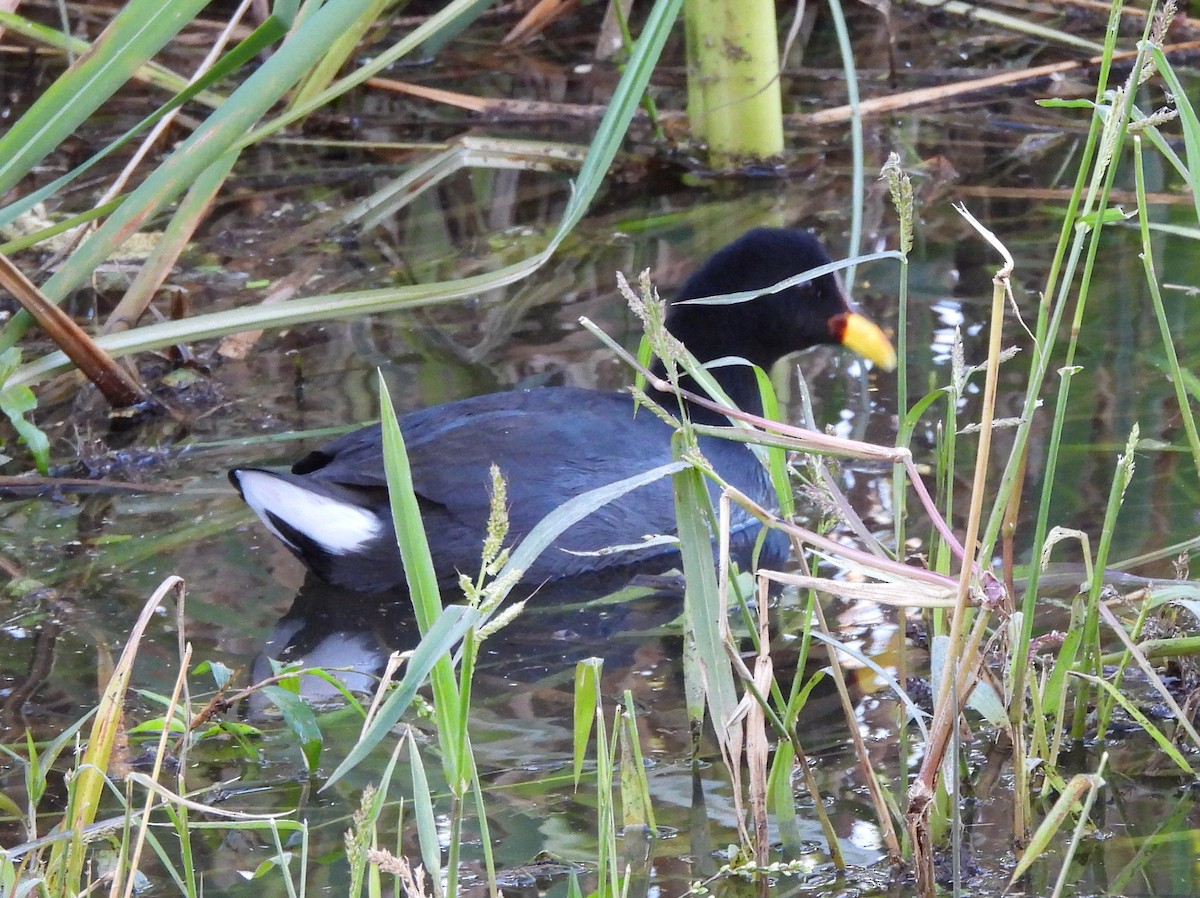 Red-fronted Coot - ML618852860
