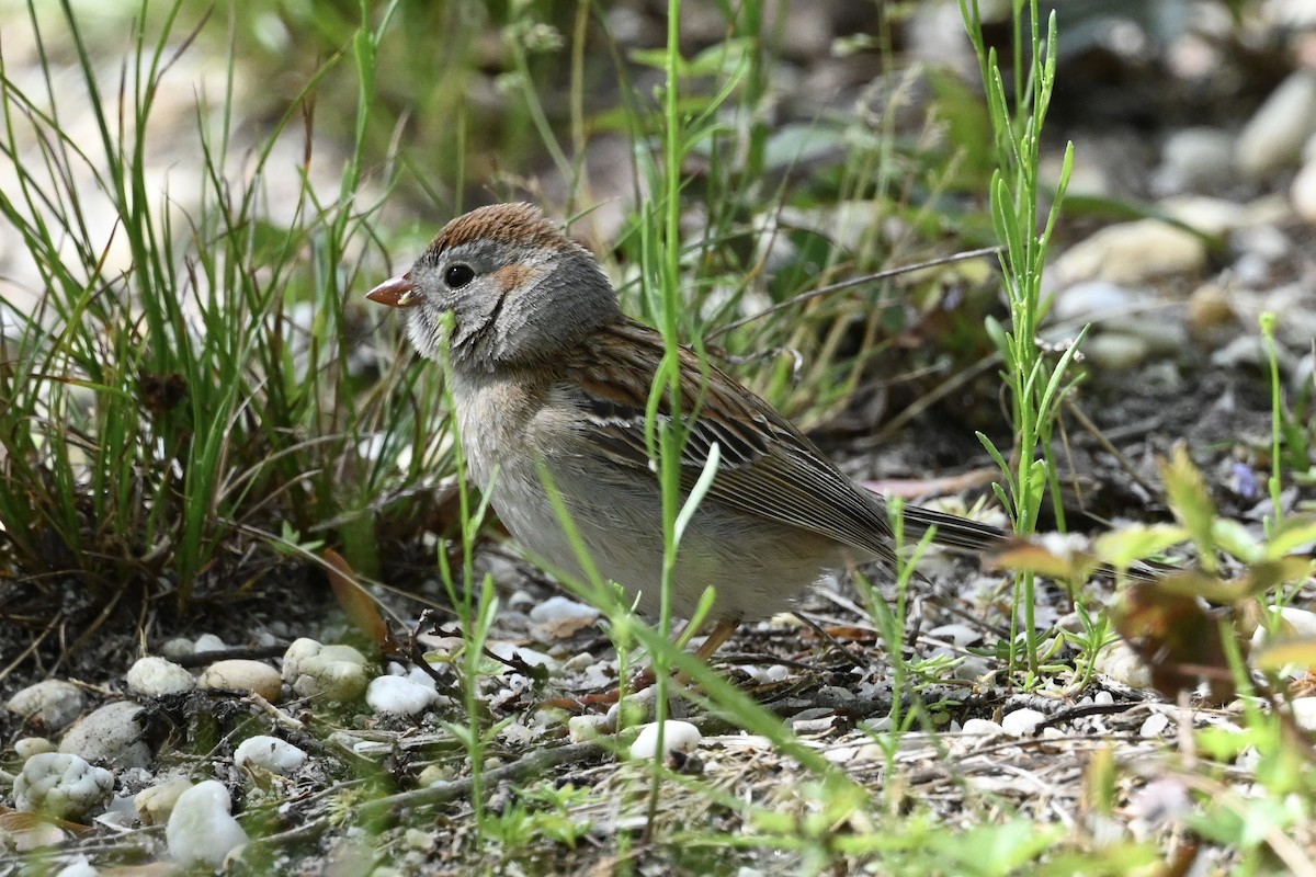 Field Sparrow - David Napravnik