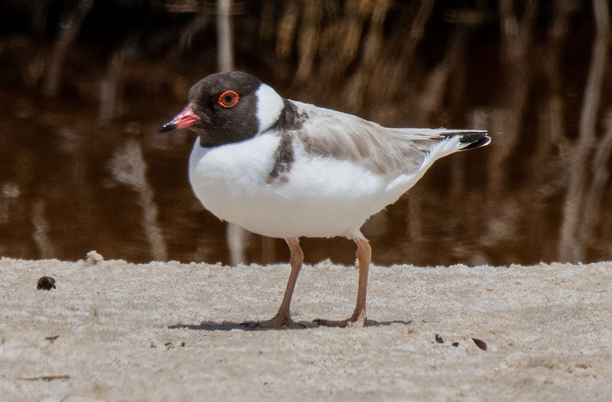 Hooded Plover - Philip Griffin