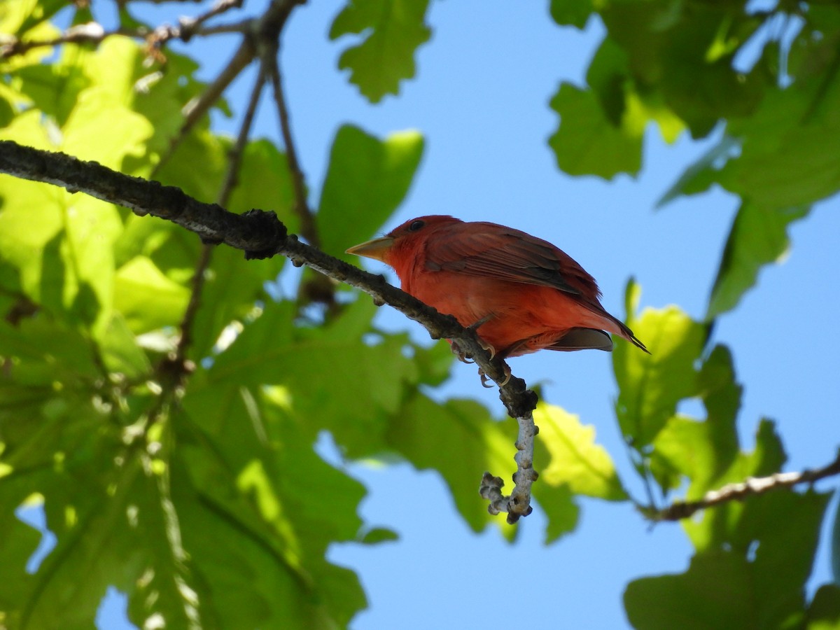 Summer Tanager - Kelly Ormesher