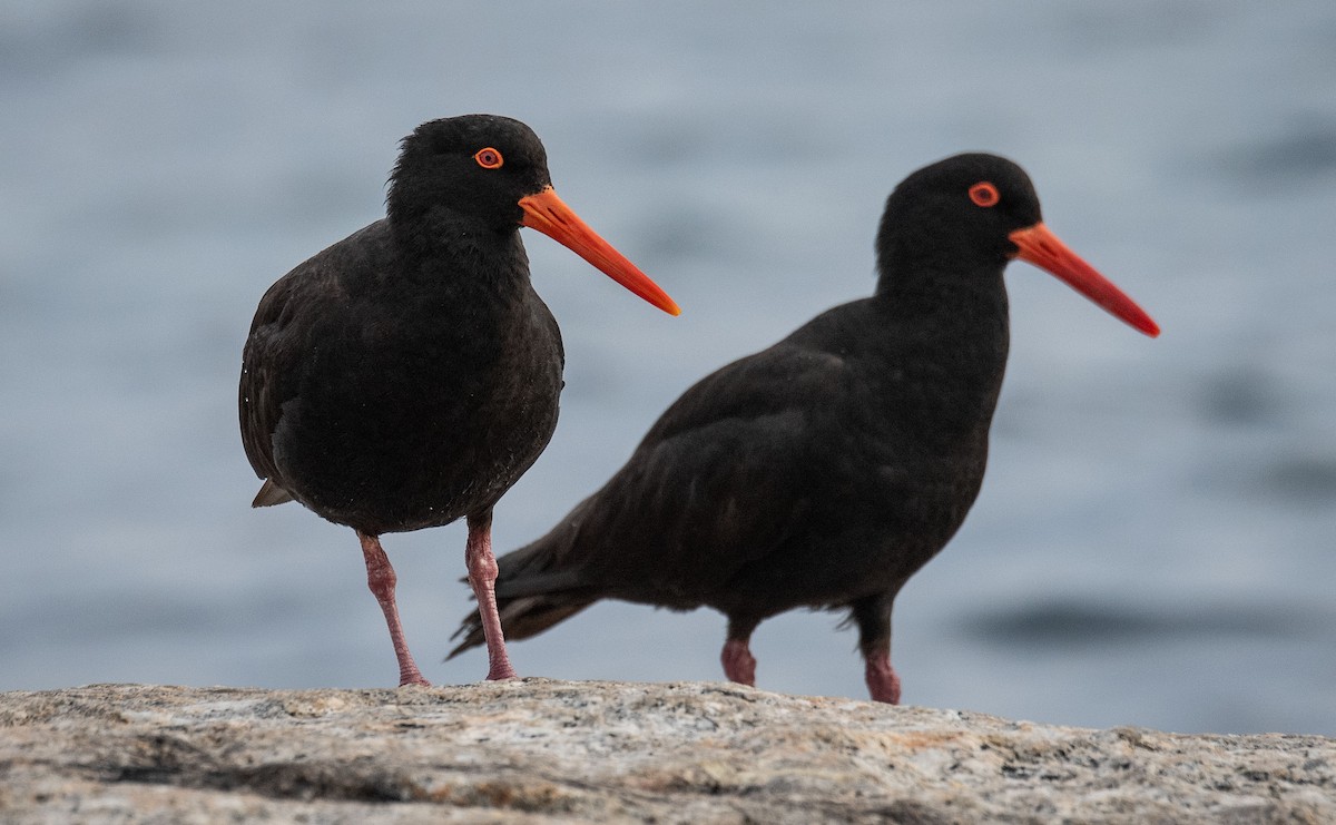 Sooty Oystercatcher - Philip Griffin