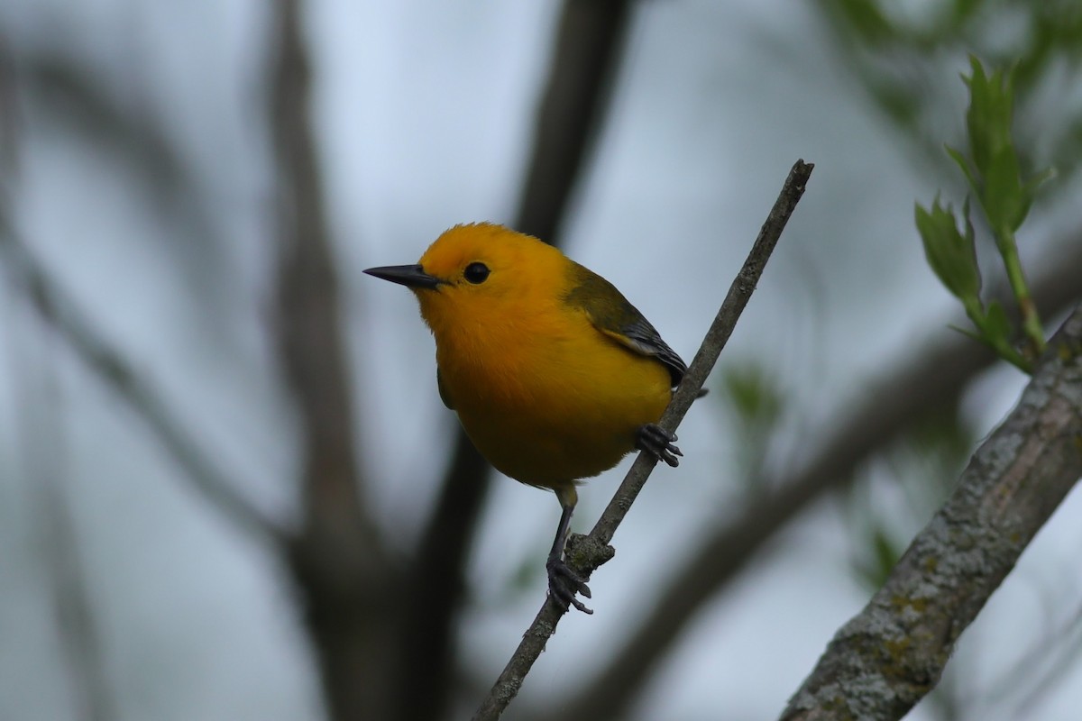 Prothonotary Warbler - ML618852913