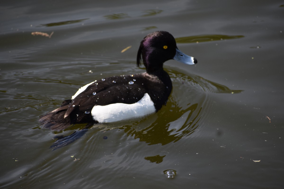 Tufted Duck - ML618852921