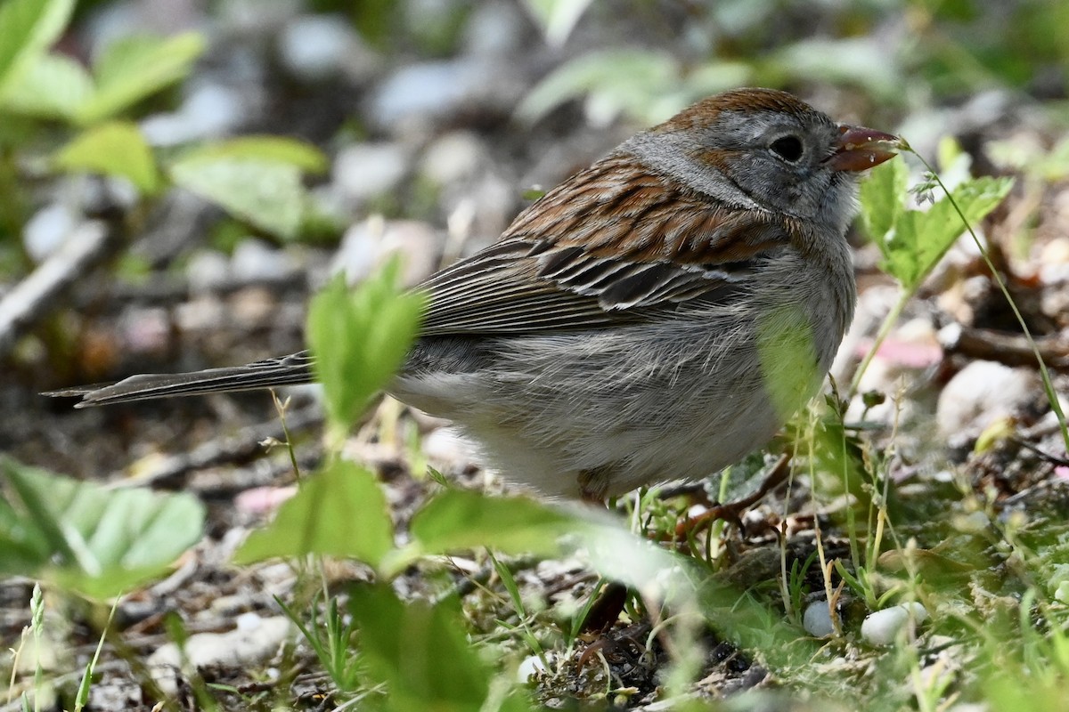 Field Sparrow - David Napravnik