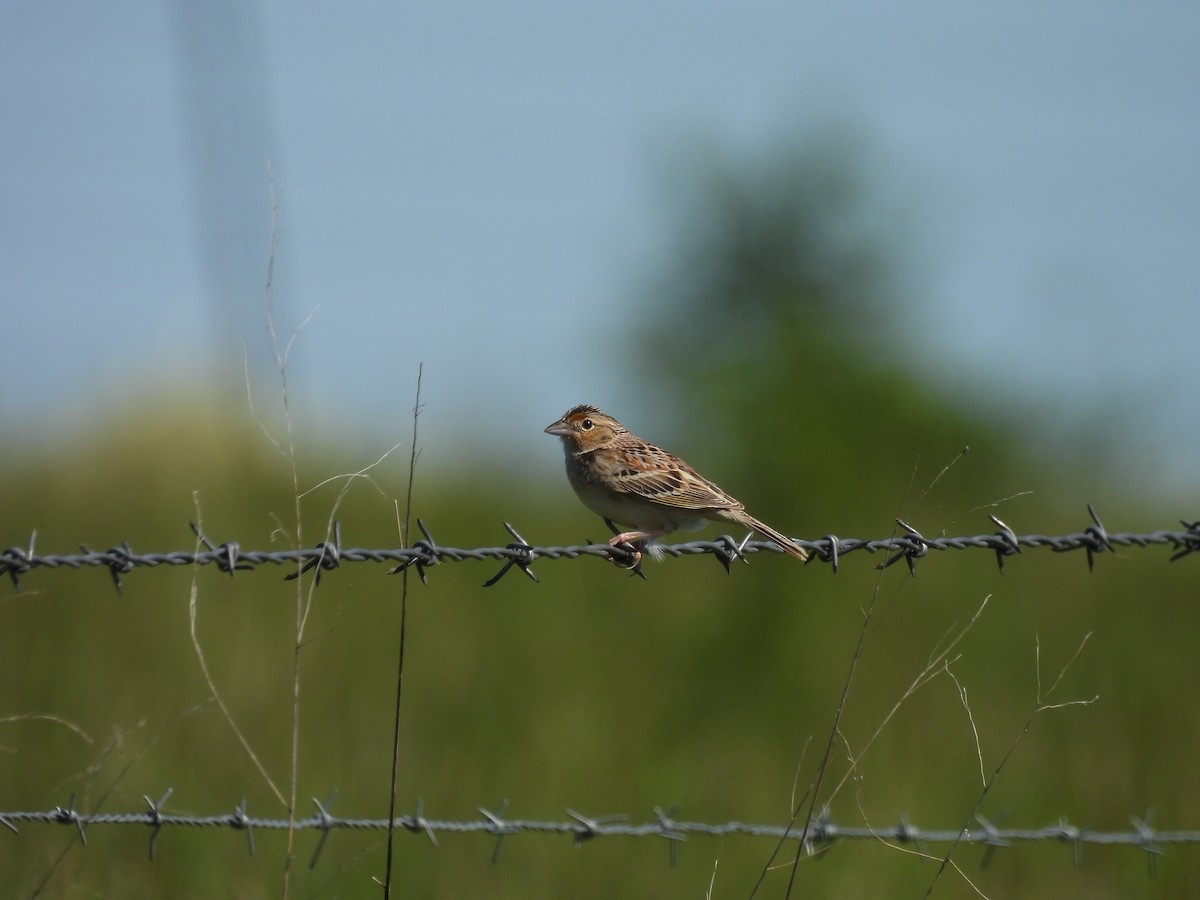 Grasshopper Sparrow - ML618852965