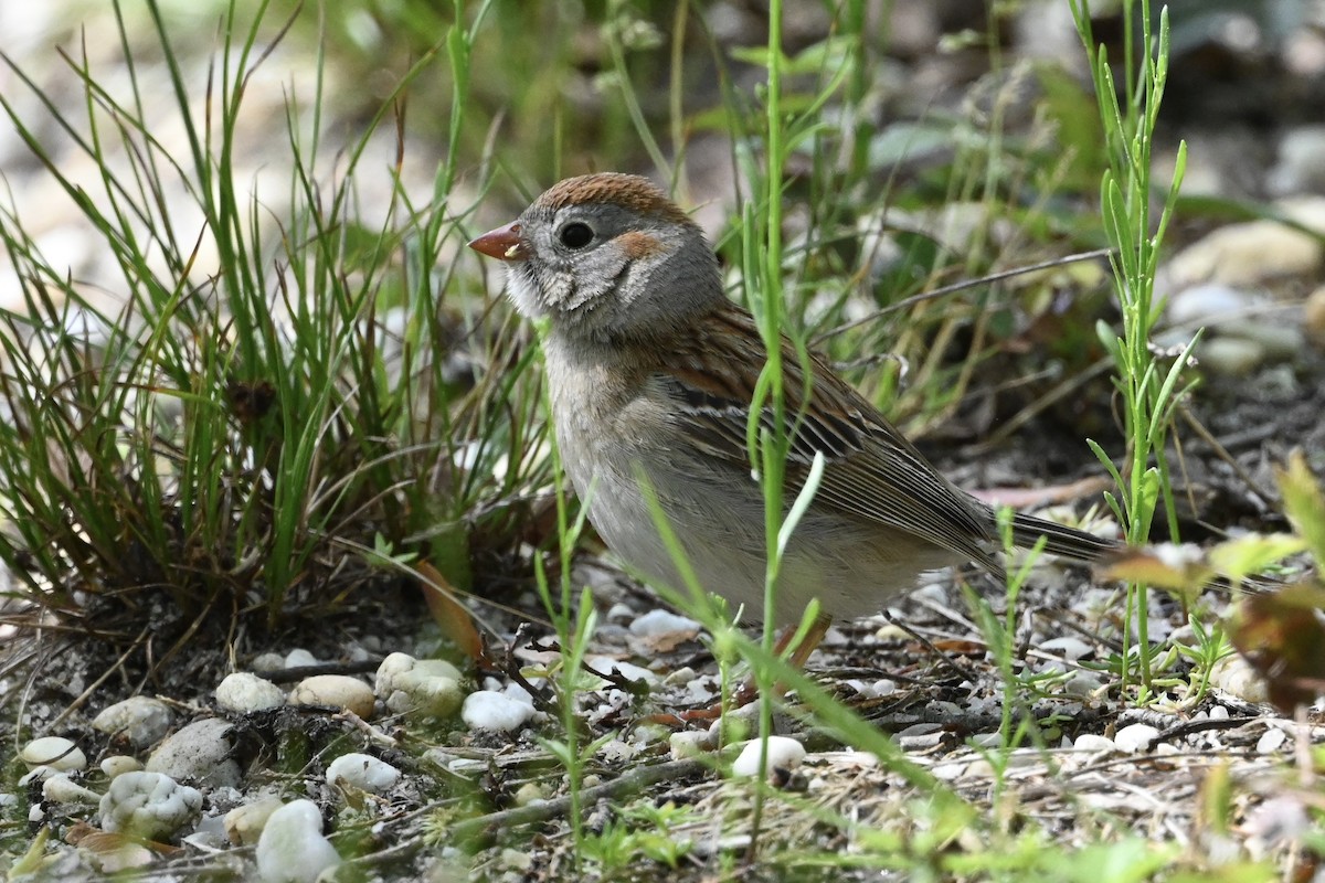 Field Sparrow - ML618853007