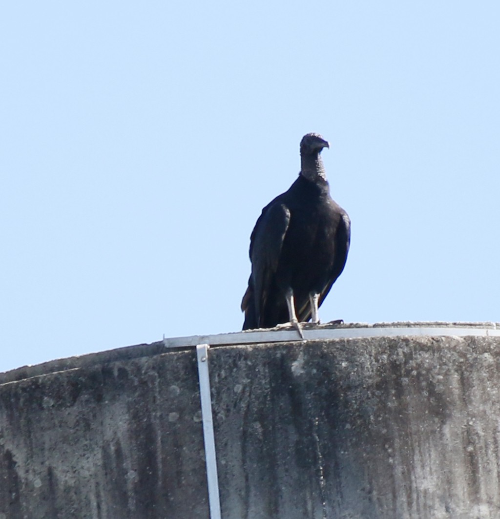 Black Vulture - ML618853047