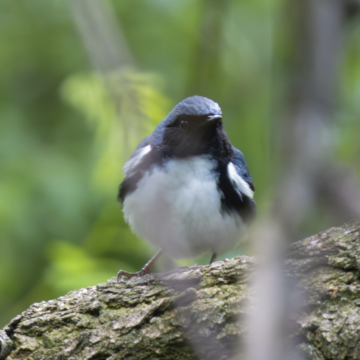 Black-throated Blue Warbler - ML618853049