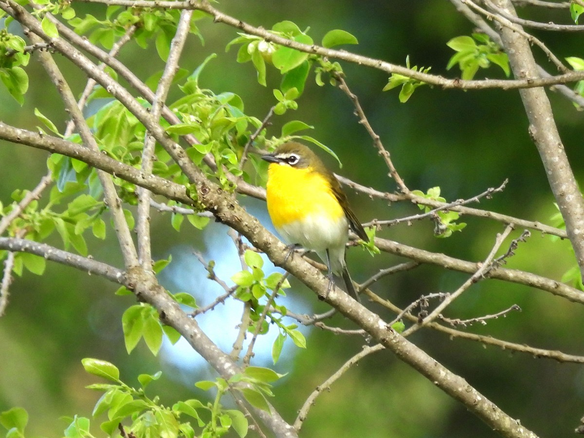 Yellow-breasted Chat - ML618853058