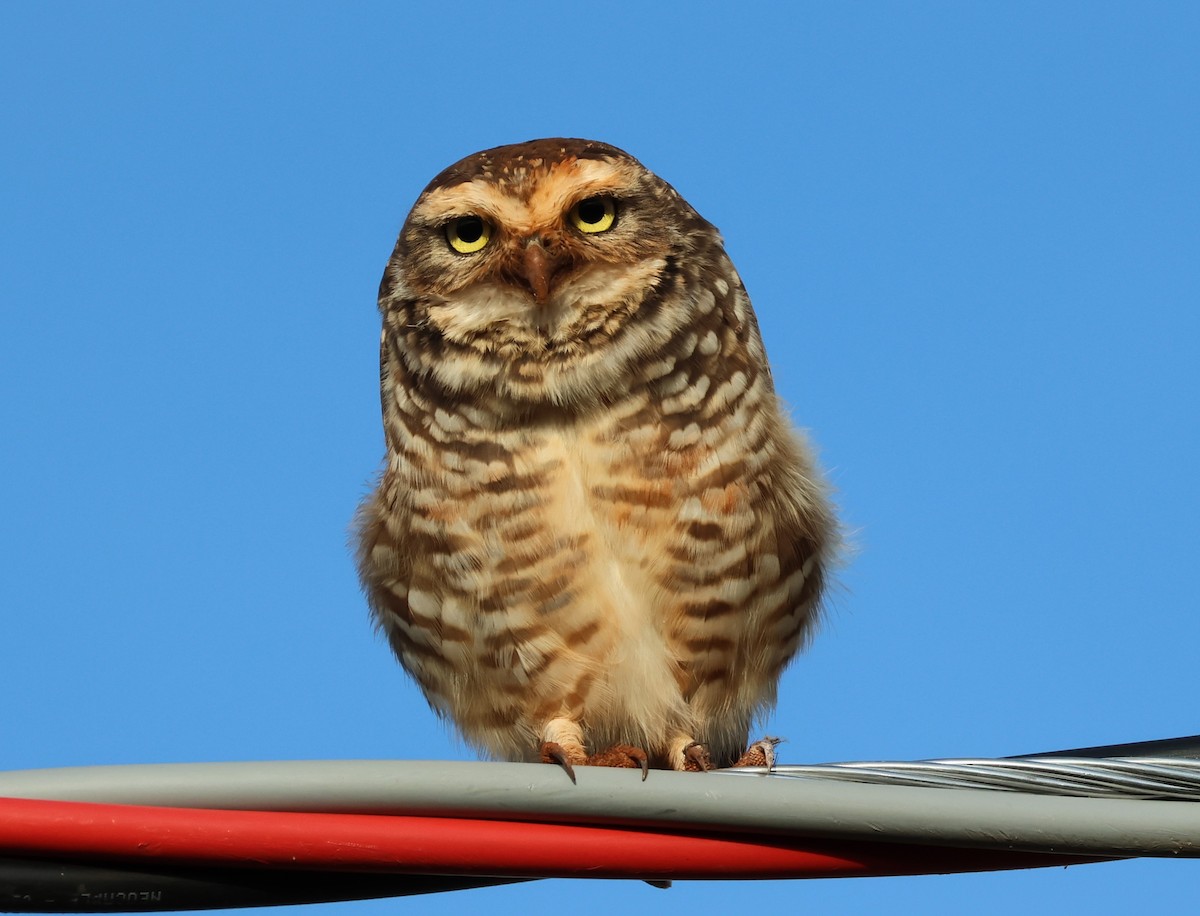 Burrowing Owl - ML618853082