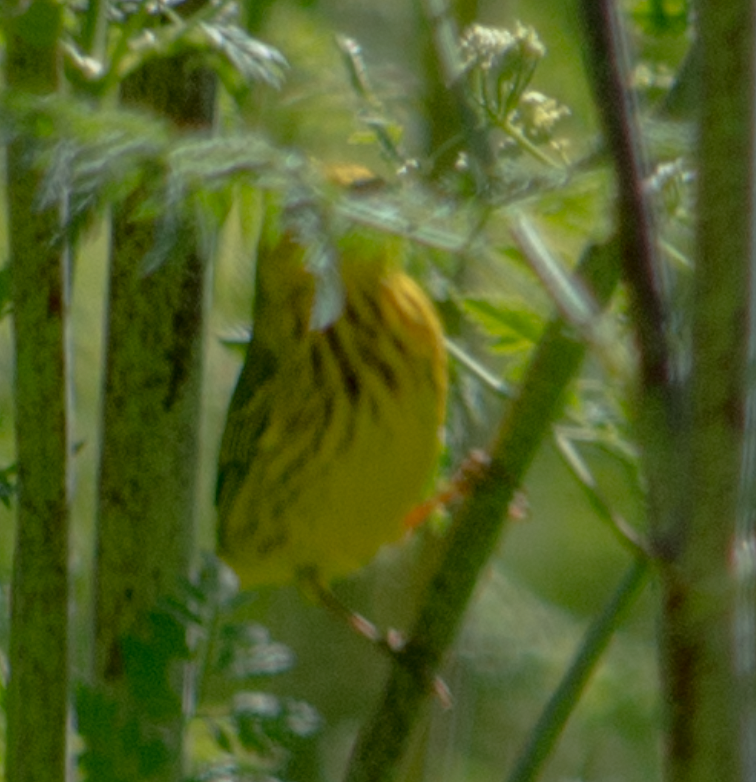 Yellow Warbler - kathy eder