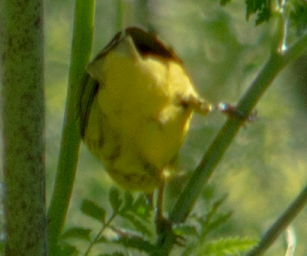 Yellow Warbler - ML618853088