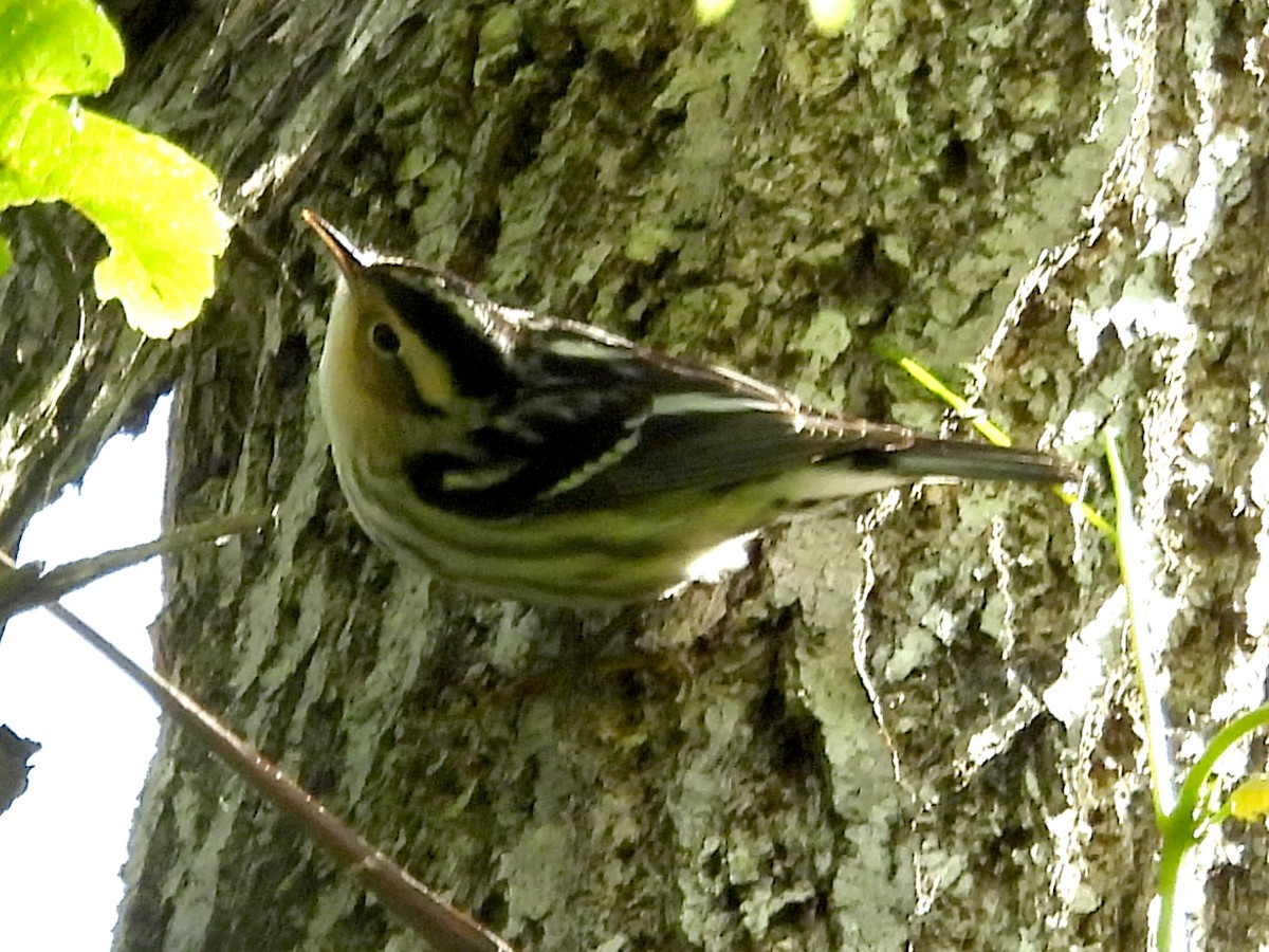 Black-and-white Warbler - Pat Whittle