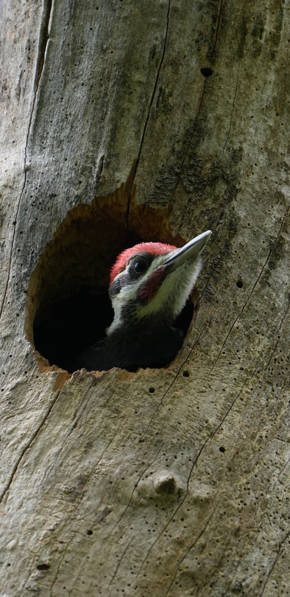 Pileated Woodpecker - Rachel Wood