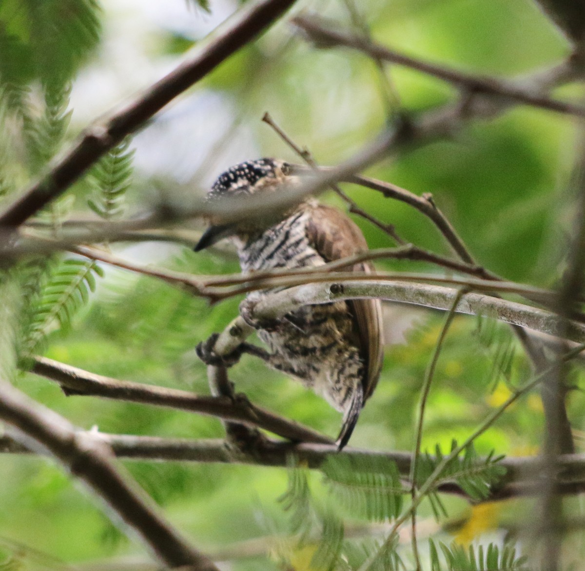 White-barred Piculet - ML618853107