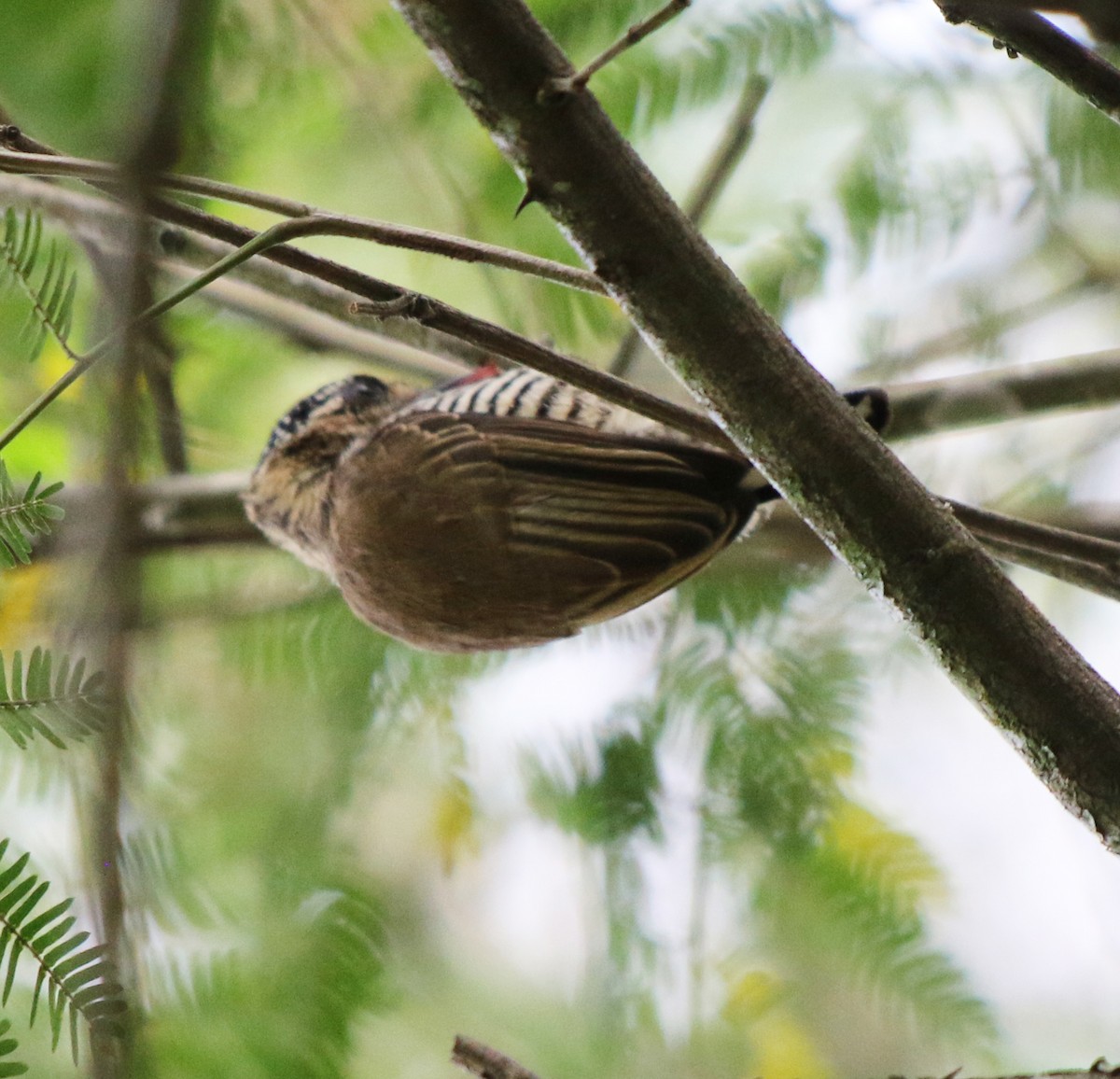 White-barred Piculet - ML618853108