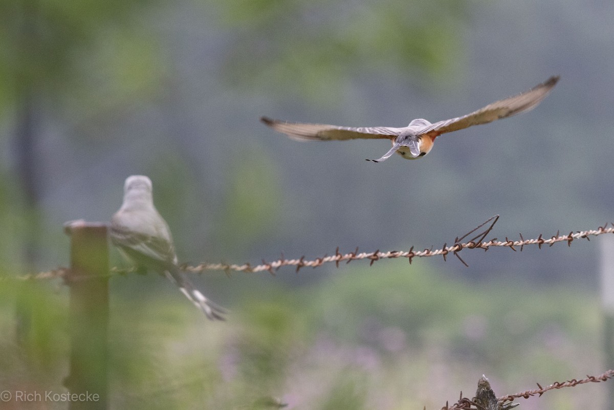Scissor-tailed Flycatcher - Rich Kostecke